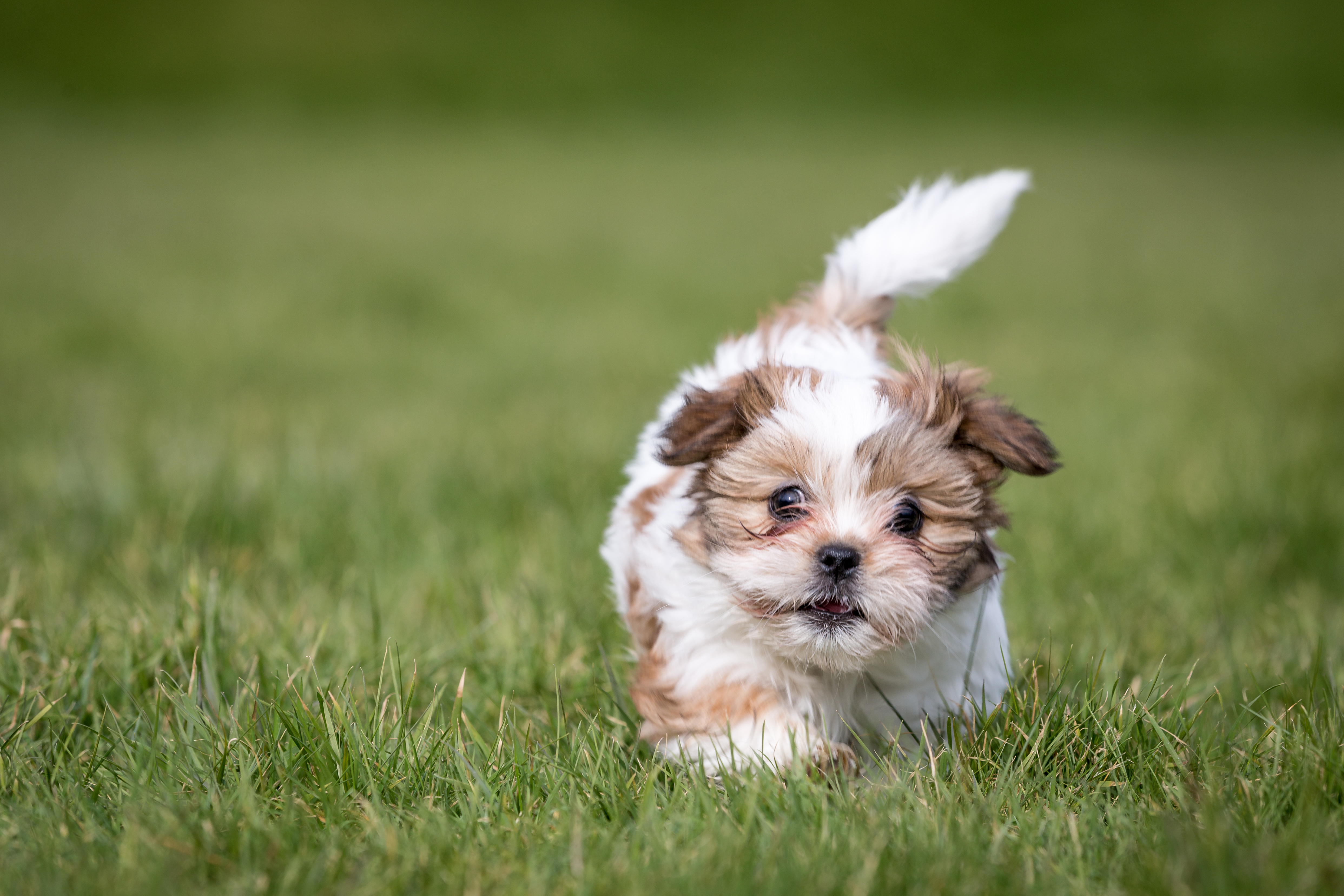 Joel Martin professional dog breeder family